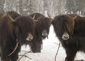 extreme wooly yak cows